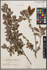 Foto von Salix cinerea L.